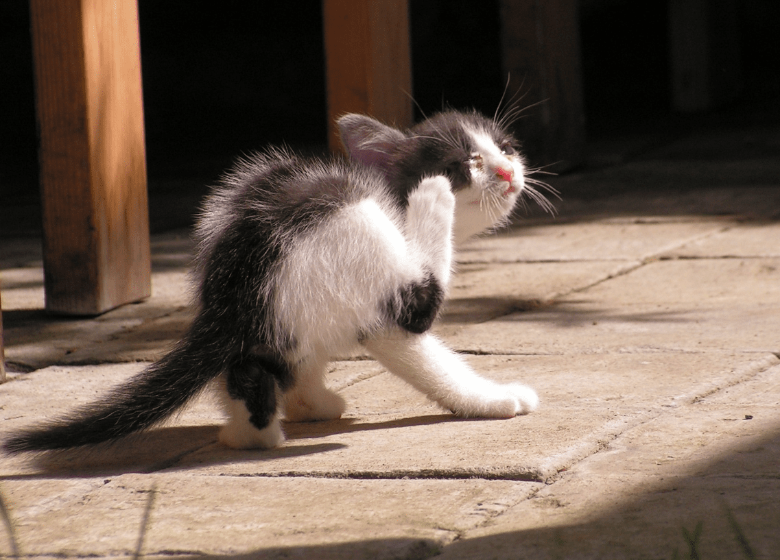 kitten itching